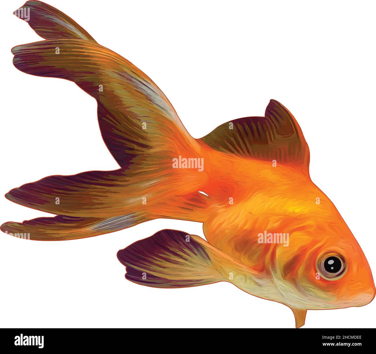 pez dorado - arte vectorial de aspecto realista Ilustración del Vector