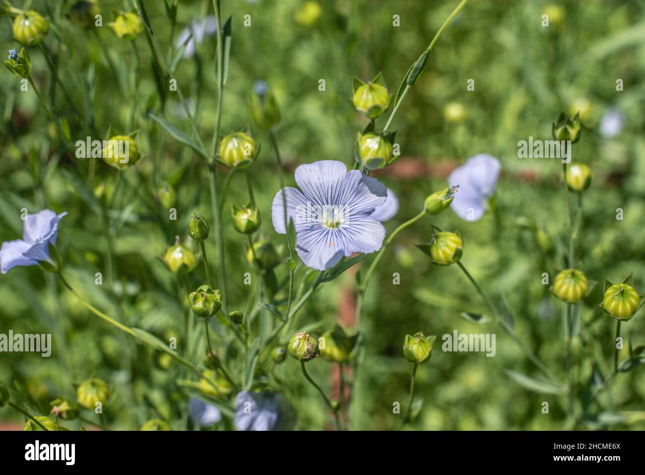 primer plano de la flor azul y las semillas verdes de maduración de una planta de lino Foto de stock