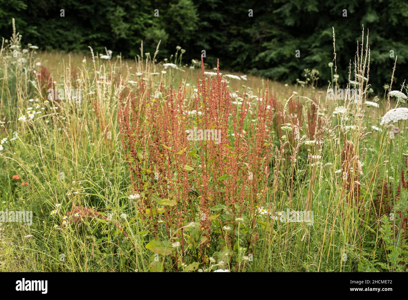 planta de flores de un sorrel común o de jardín en un prado al borde del bosque Foto de stock