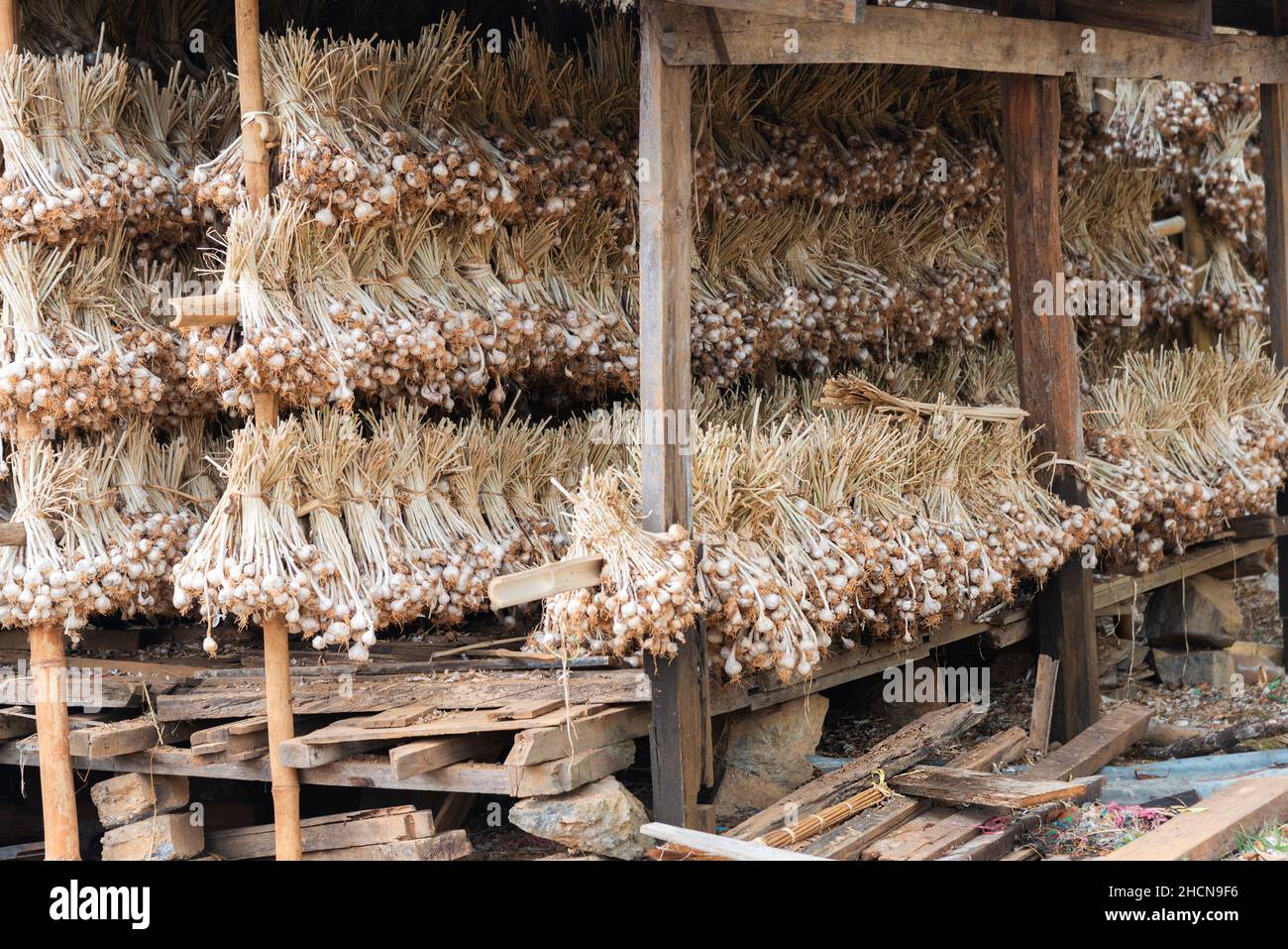 Manojos de ajo 'allium sativum', oriundo de asia Central, secando bajo cobertura en Myanmar antes conocido como Birmania, Asia Foto de stock