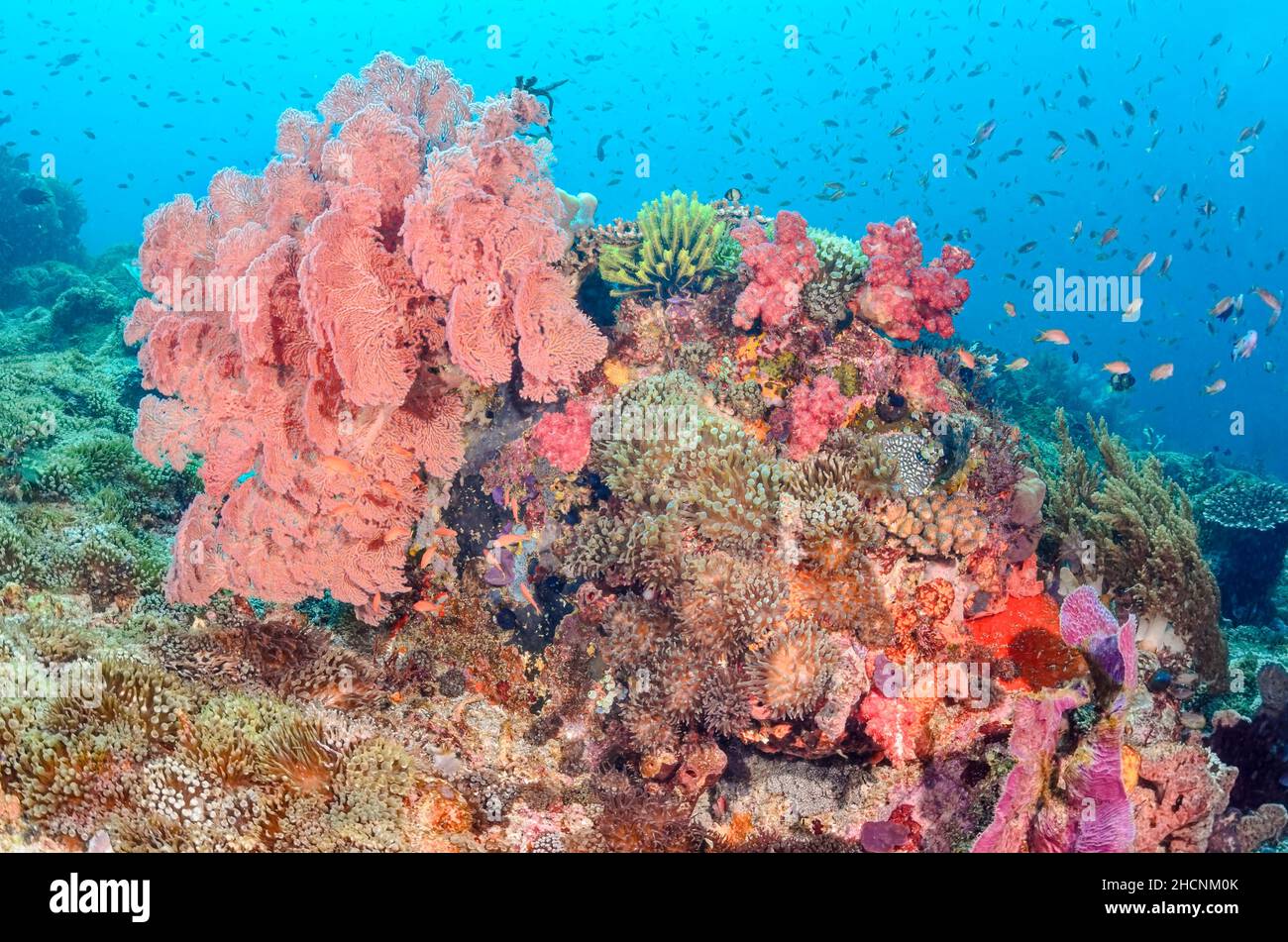 Un arrecife de coral sano con un gran ventilador de mar, Melithaea sp., y anémonas, Alor, Nusa Tenggara, Indonesia, Pacífico Foto de stock