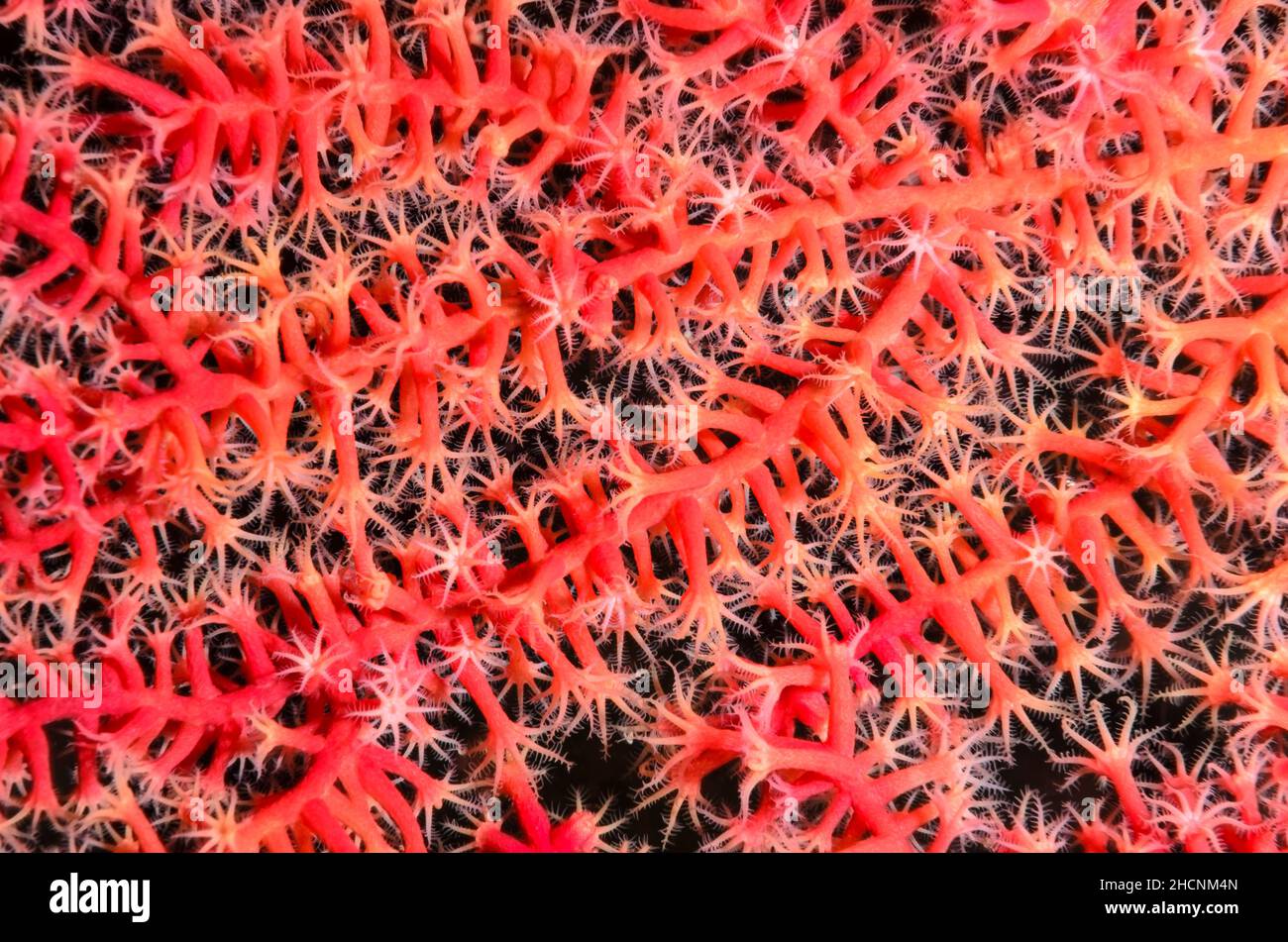 Pólipos de abanicos marinos, Acanthogorgia sp., Alor, Nusa Tenggara, Indonesia, Pacífico Foto de stock