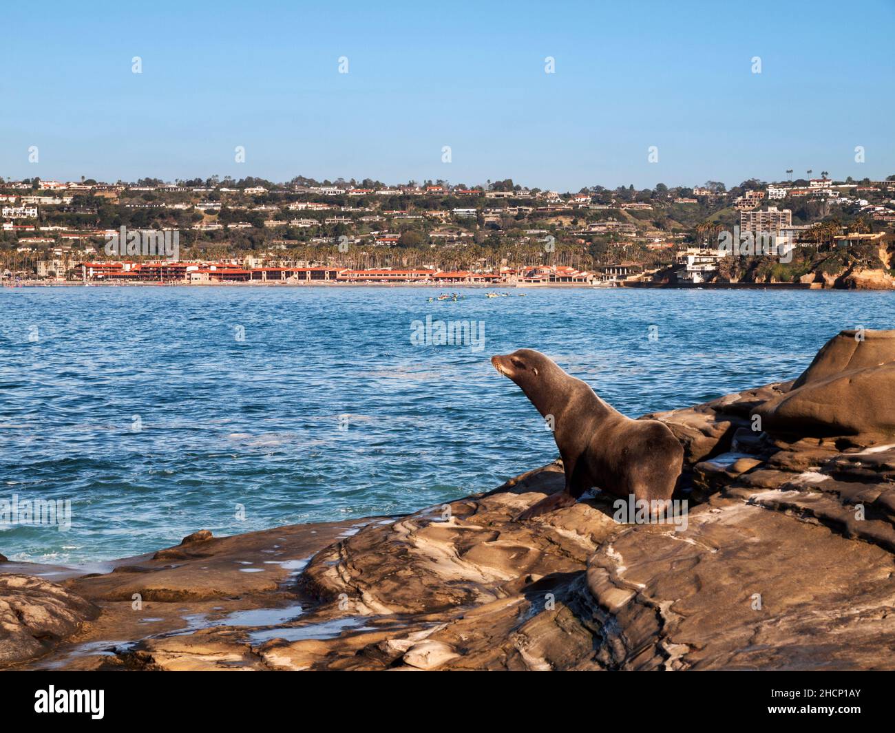 Estados Unidos, California, La Jolla, Sea Lion y La Jolla Beach & Tennis Club Foto de stock