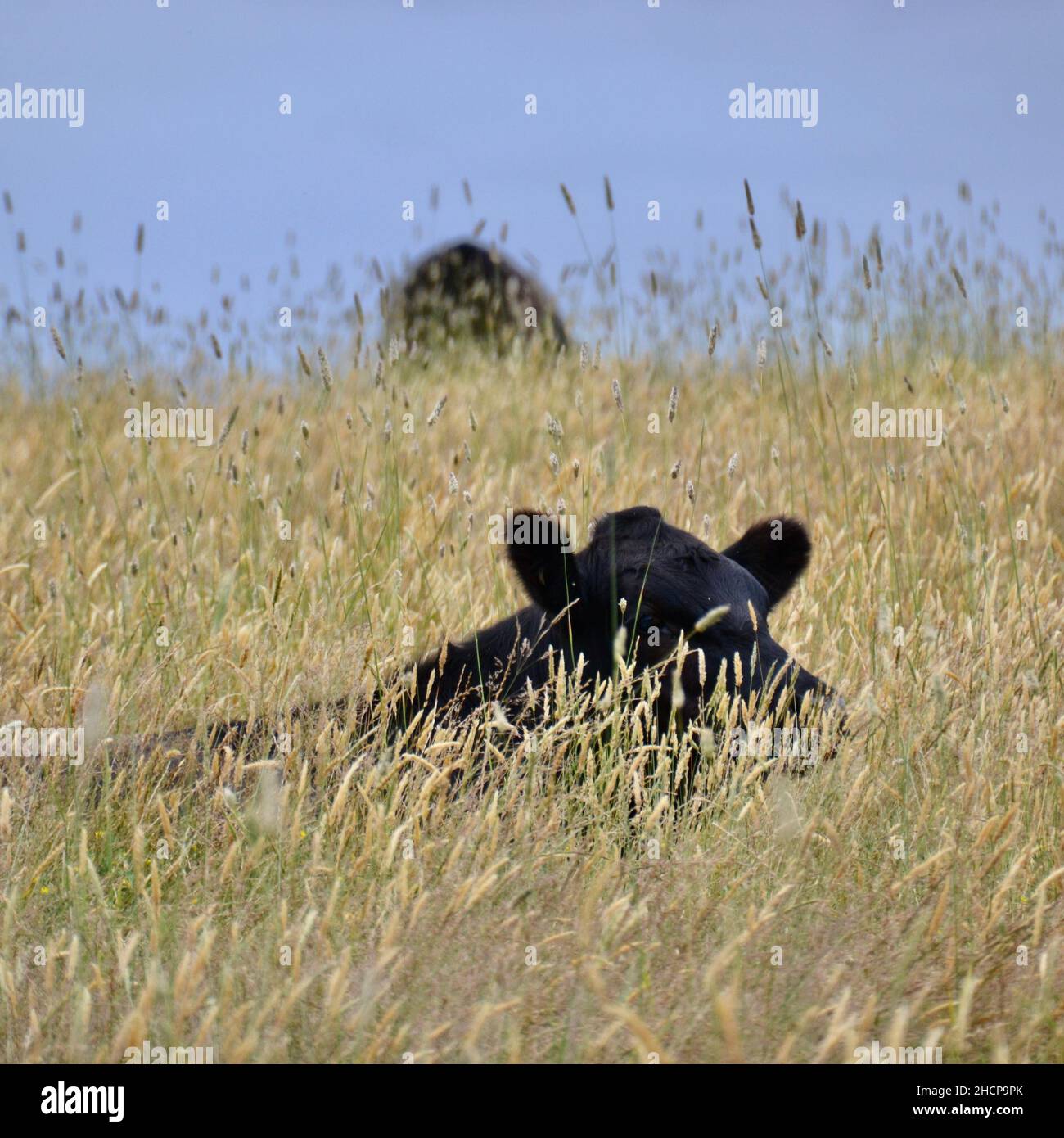 Un toro Angus negro tumbado en un campo de hierba seca amarilla larga con sólo sus orejas que se muestran en un día soleado y caluroso en Australia Foto de stock