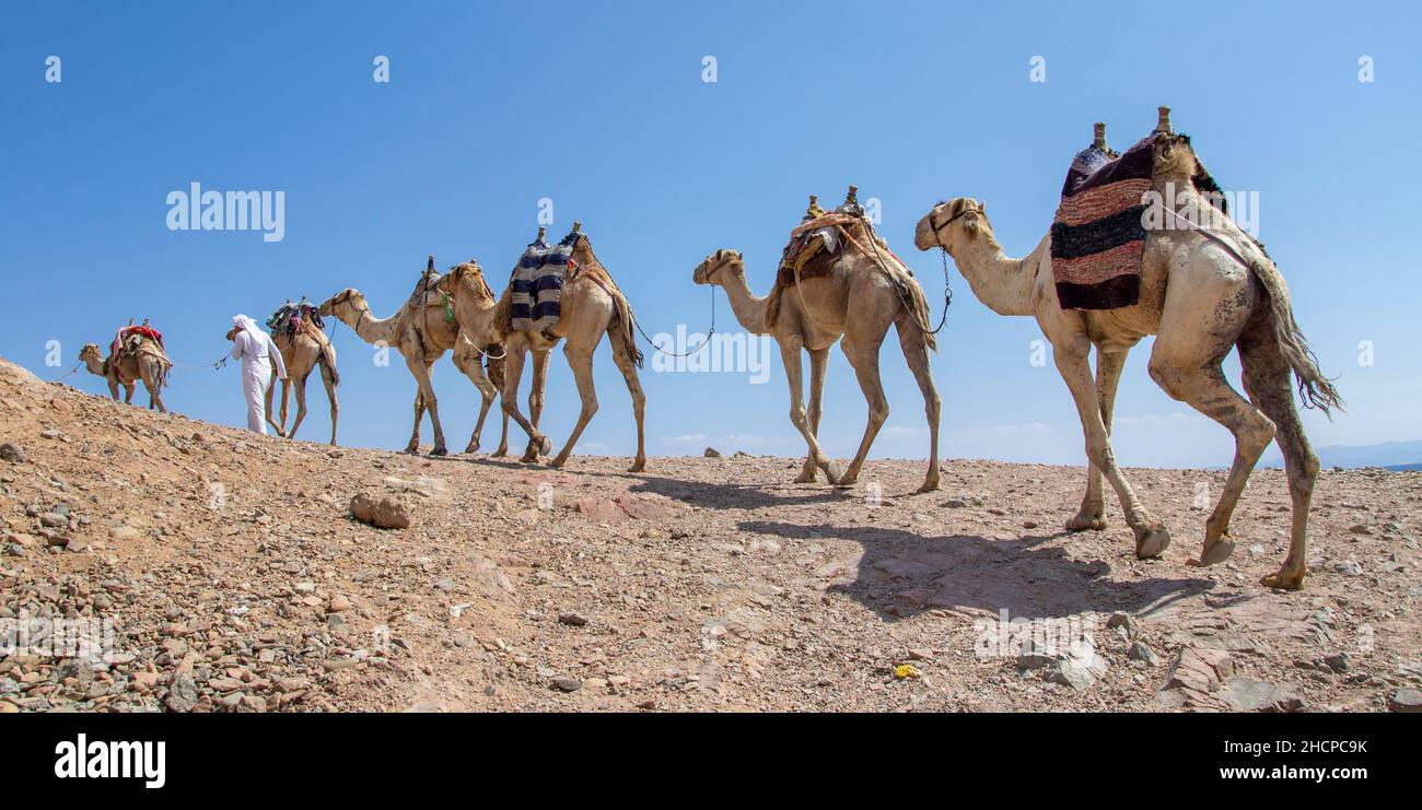 Caravana de camellos para turistas. Un safari beduino en camello en Dahab. Egipto. Foto de stock