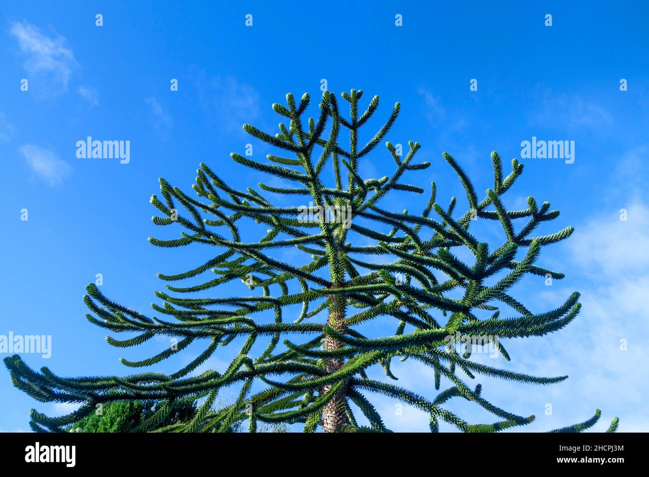 Árbol del rompecabezas del mono / Araucaria araucana contra un cielo azul Foto de stock