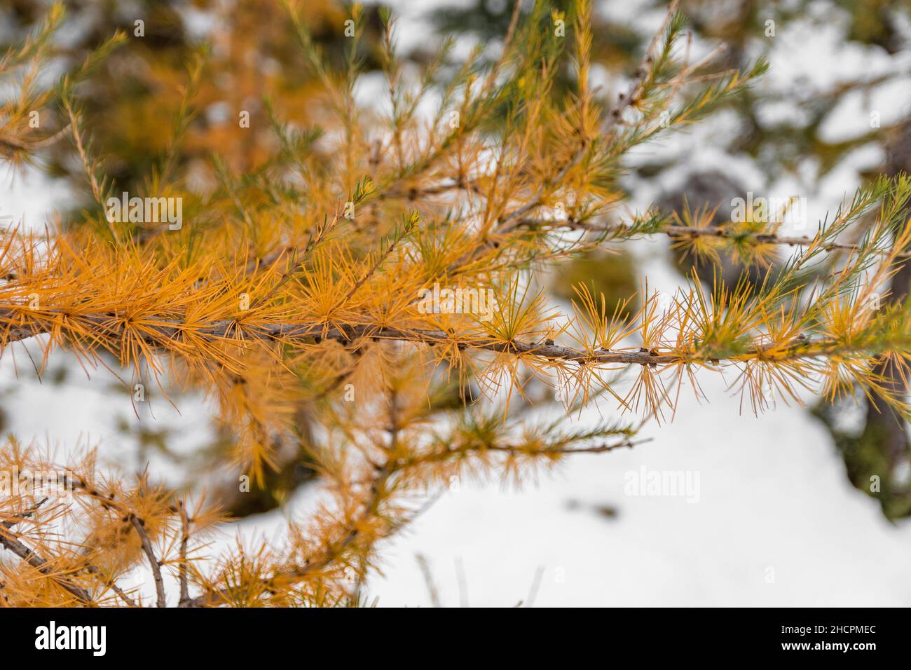 Foto de cerca de las agujas amarillas en un alerce durante el cambio de otoño a invierno en los Alpes Julianos Foto de stock