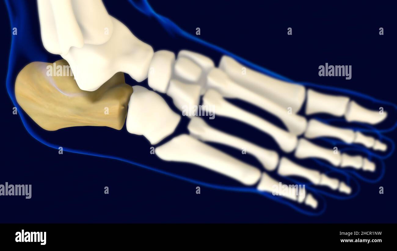 Calcáneo Pilos huesos Anatomía para el concepto médico 3D Ilustración