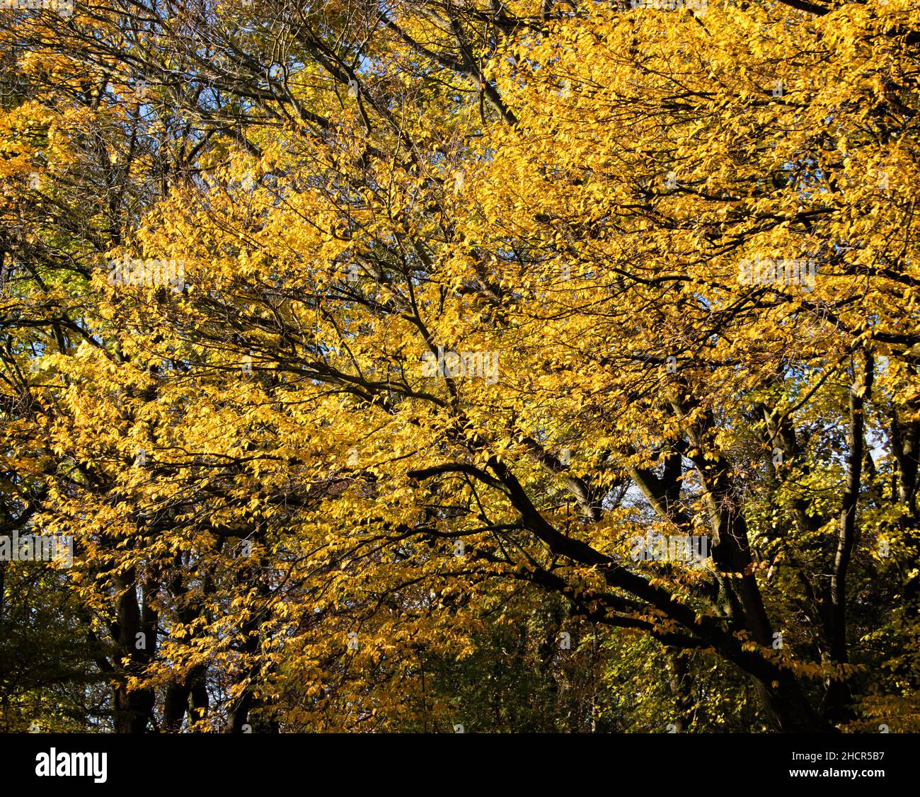 Hojas doradas en una sección abstracta de un árbol en otoño Foto de stock