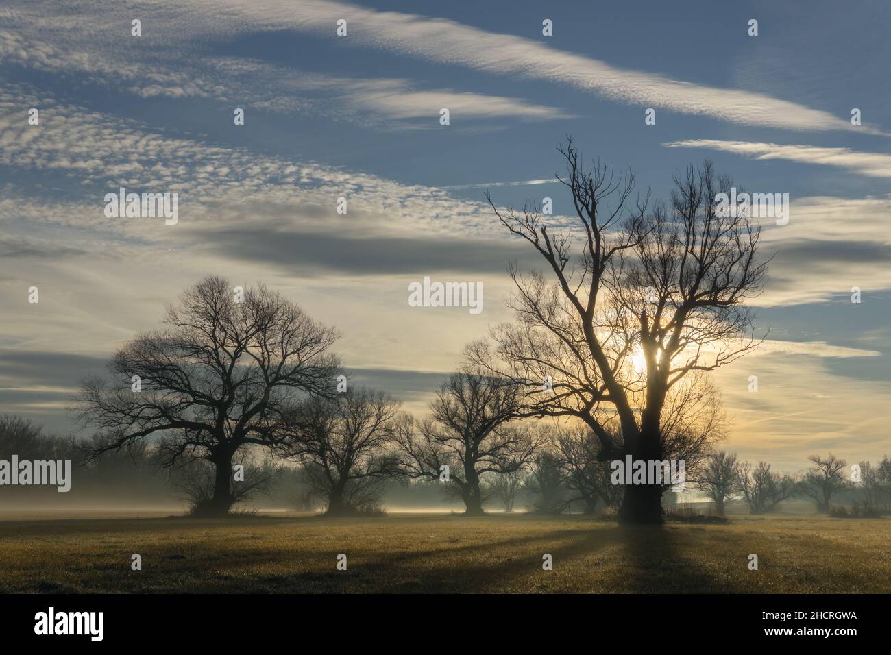 Árboles retroiluminados por el Sol en un campo en una mañana avezosa. Foto de stock