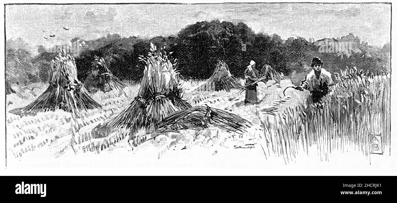 Grabado de poleas de trigo cosechadas en el campo, publicado en 1892 Foto de stock