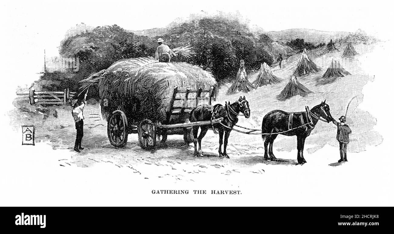Grabado de carga de su cosecha de trigo en un vagón, publicado en 1892 Foto de stock