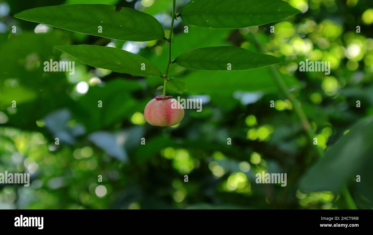 Debajo de la vista de un folleto de Sweet Leaf o Katuk con una fruta de color rosa colgante Foto de stock