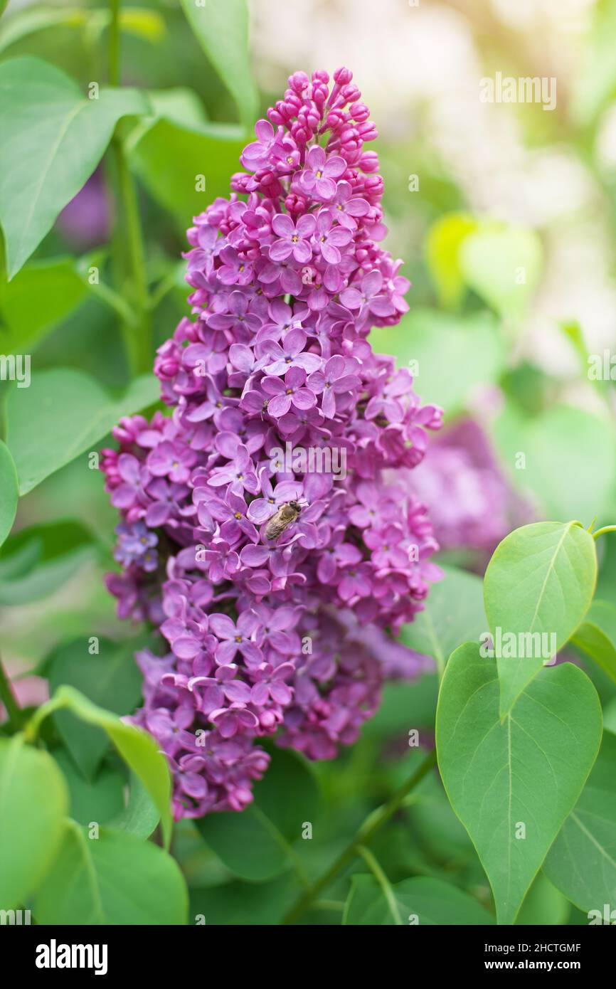 Flor de lila en el arbusto. Composición de la naturaleza primaveral  Fotografía de stock - Alamy