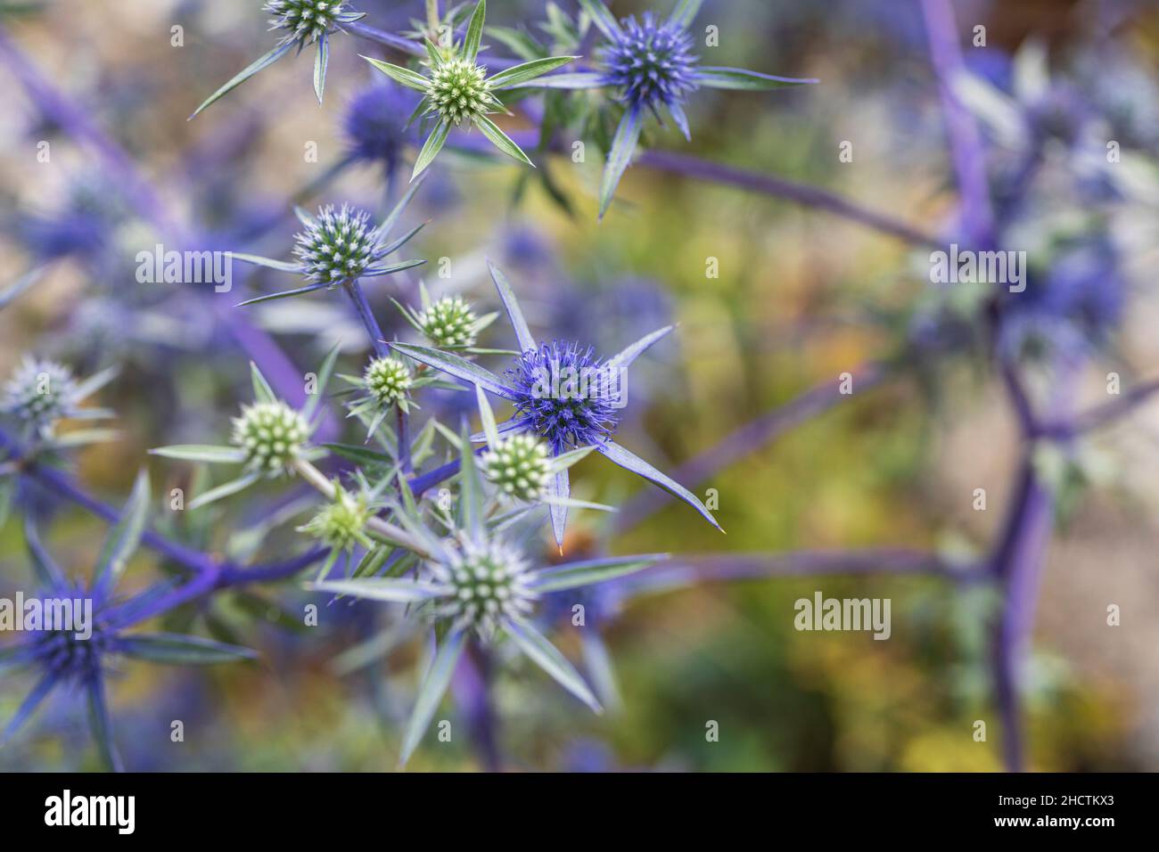 Eryngium creticum (Field eryngo), un tipo de planta con flores que se
