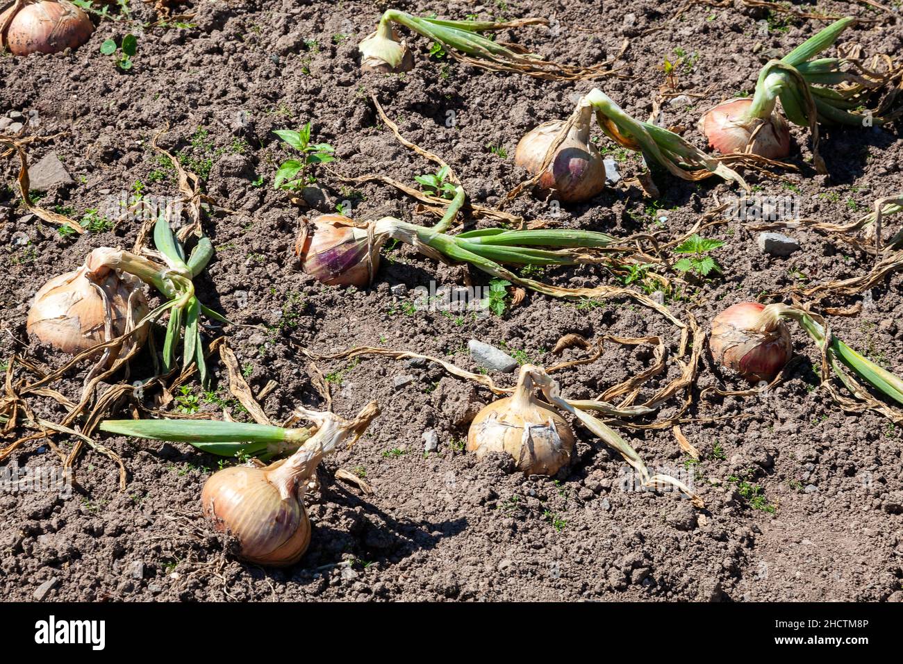 Cebolla (Allium CEPA) 'Roscoff ' parche de cebolla que es un bulbo