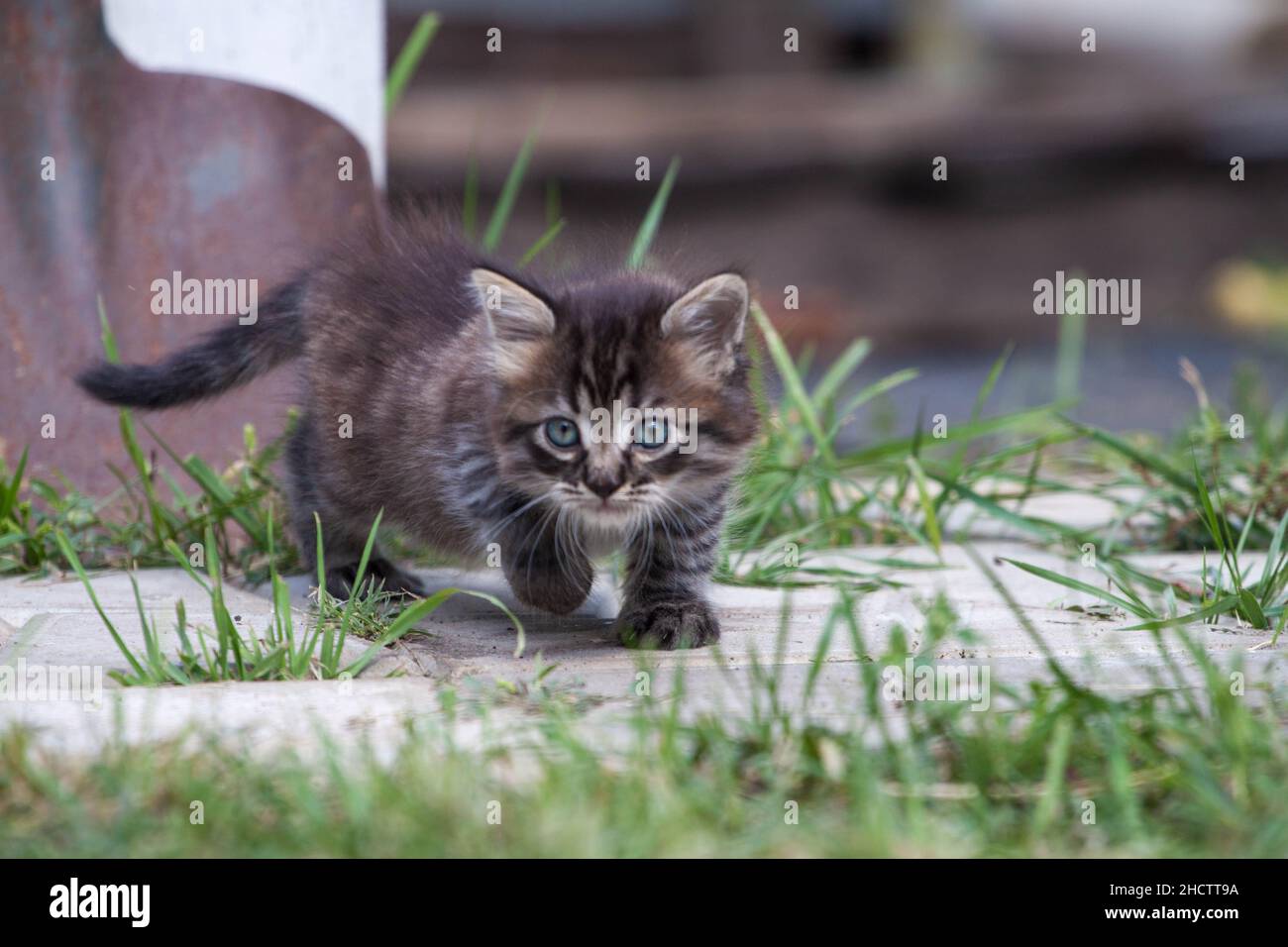 gatito asustado en la hierba verde. El gatito se escapó de casa y se perdió en el parque. Un gatito a rayas siberianas explora el mundo desconocido en la calle. Foto de stock