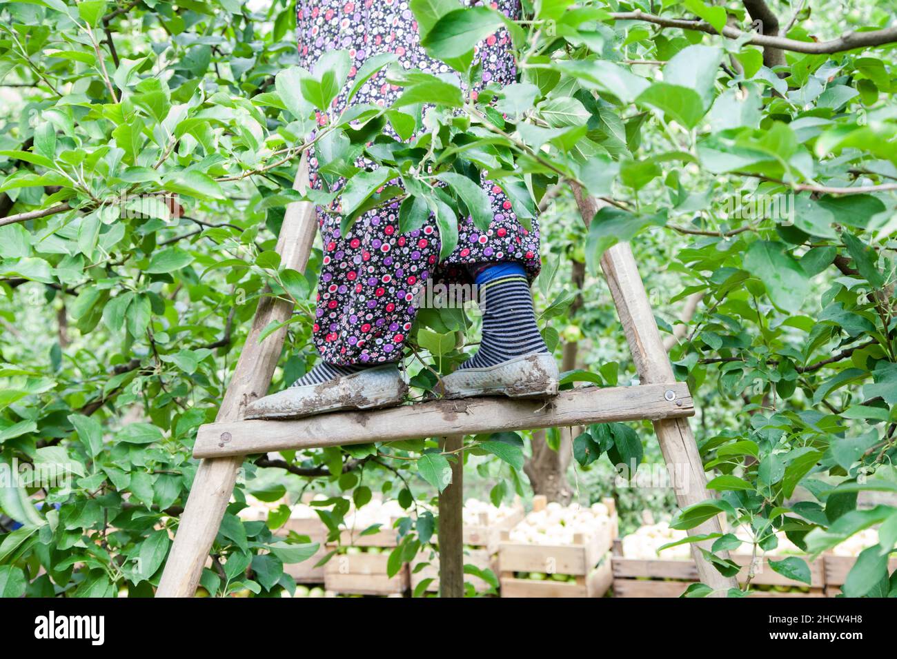 Mujer recogiendo manzanas en el jardín. Amasya, Turquía. Foto de stock