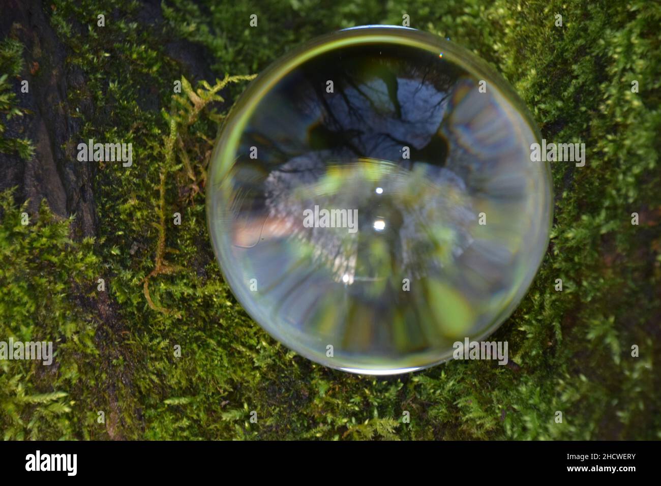Vistas alternativas en un bosque visto a través de una bola de cristal. Foto de stock