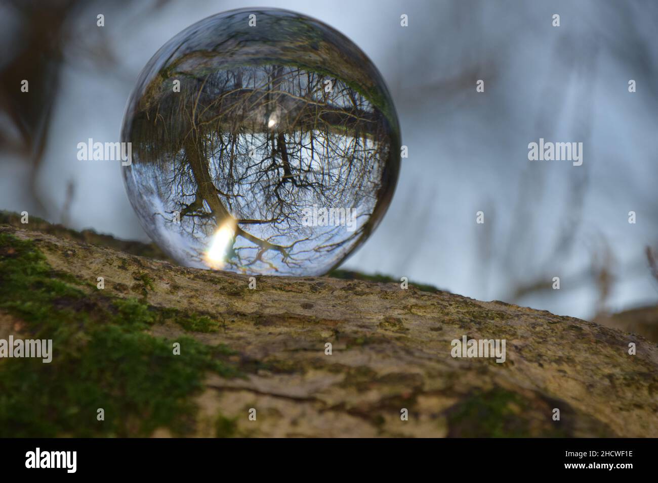 Vistas alternativas en un bosque visto a través de una bola de cristal. Foto de stock