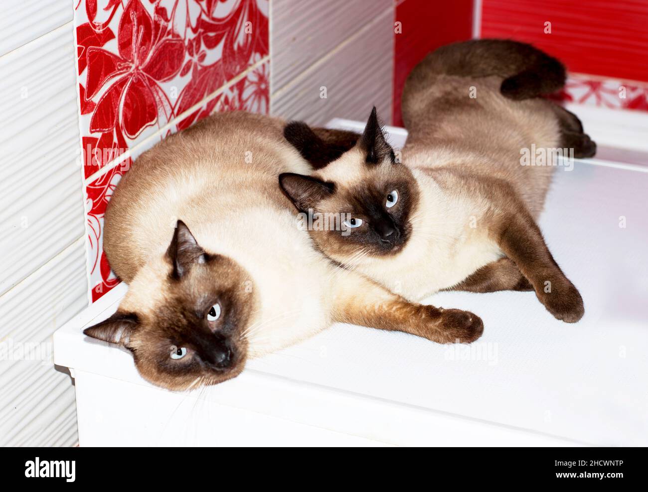 Dos gatos enamorados fotografías e imágenes de alta resolución - Página 2 -  Alamy