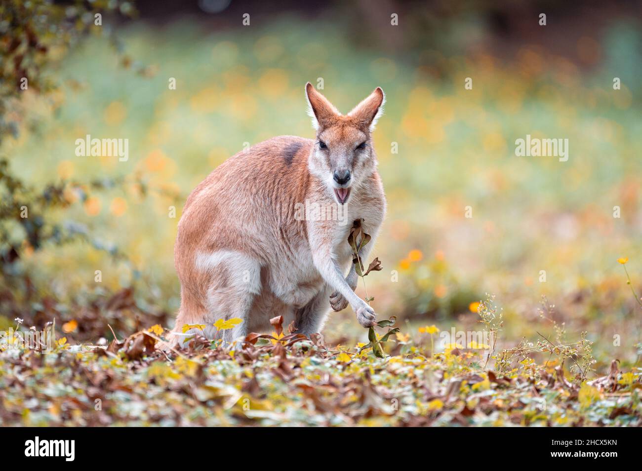 Enfurecido wallaby (Notamacropus agilis) retrato en un parque otoñal, retrato de animales gracioso, emociones en la naturaleza Foto de stock