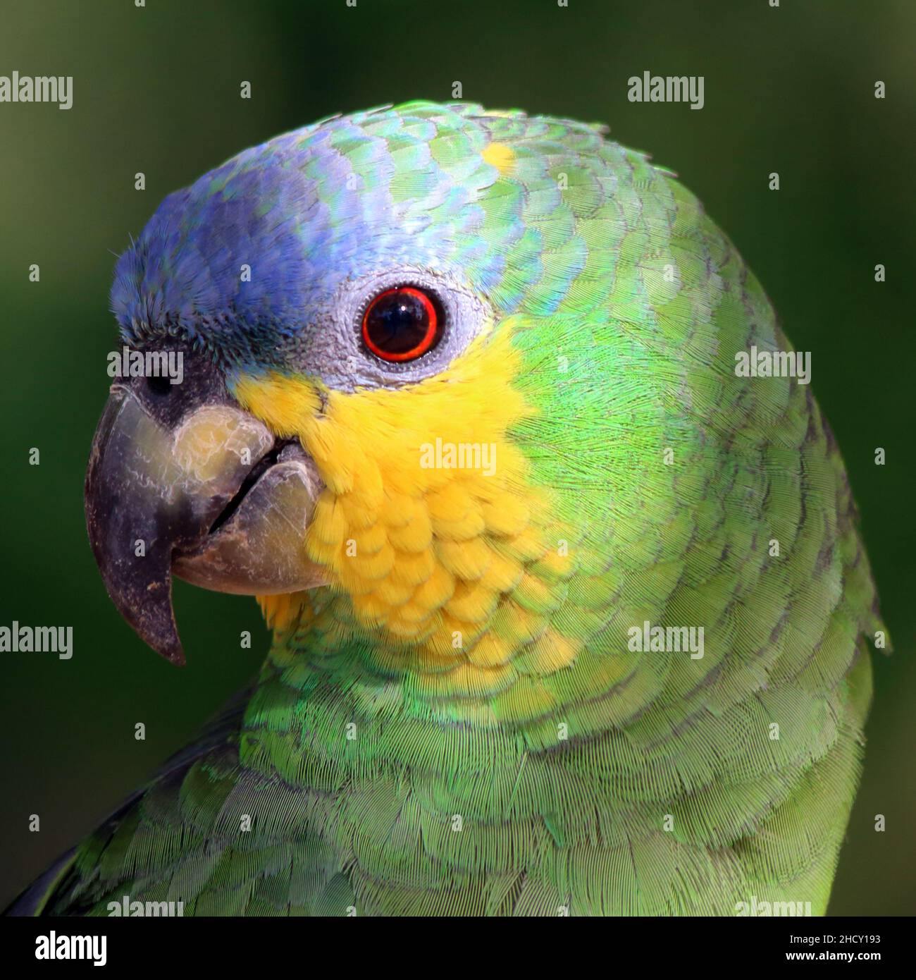 Primer plano de la cara de un loro de alas naranjas (Amazona amazonica)  aislado sobre un fondo verde. Forma rectangular Fotografía de stock - Alamy