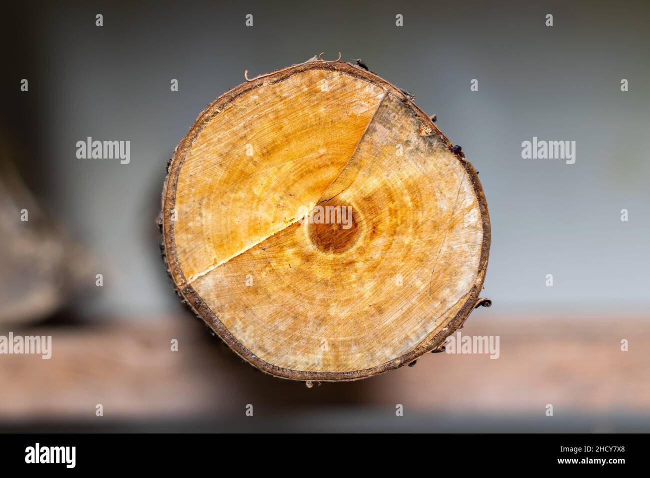 Árbol de ciruela cortada, anillos de árbol después del corte. Los años del árbol se pueden ver en los anillos circulares. Foto de stock