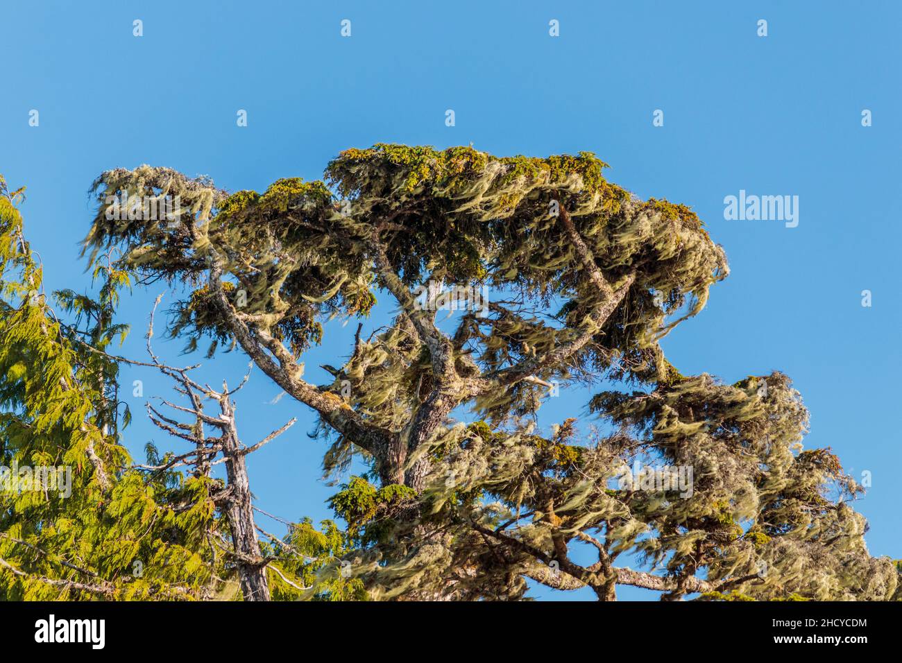 En la costa central expuesta de la Columbia Británica, un árbol se erige sobre un cielo azul brillante, cargado de musgos densos y líquenes largos que cuelgan soplados por el viento. Foto de stock