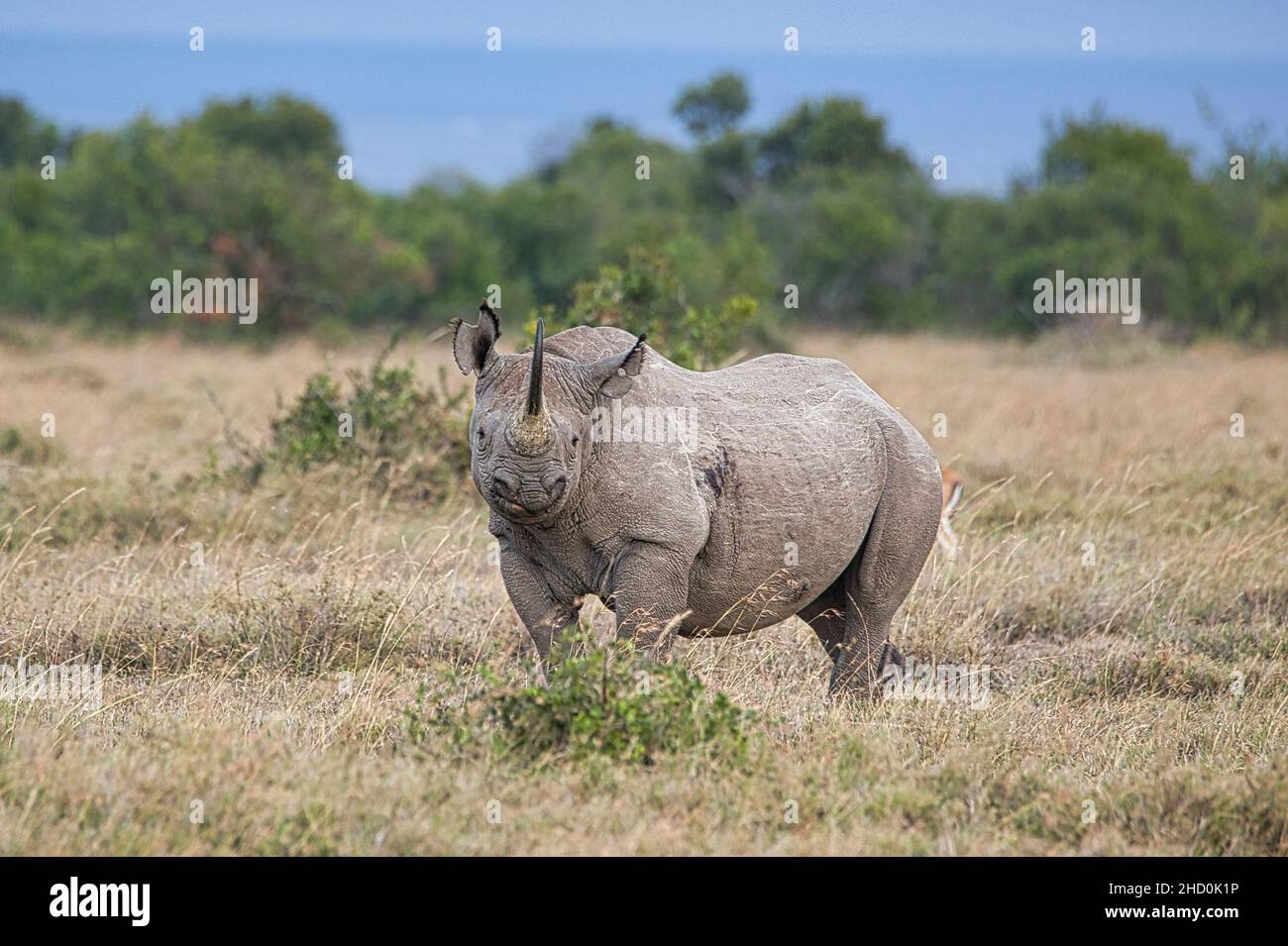 Rinoceronte blanco del sur, Ceratotherium simum simum, en Ol Pejeta Conservancy en Kenia. Foto de stock