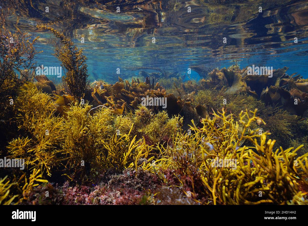 Algas pardas en el océano paisaje marino bajo el agua en aguas poco profundas, Atlántico oriental, España, Galicia Foto de stock