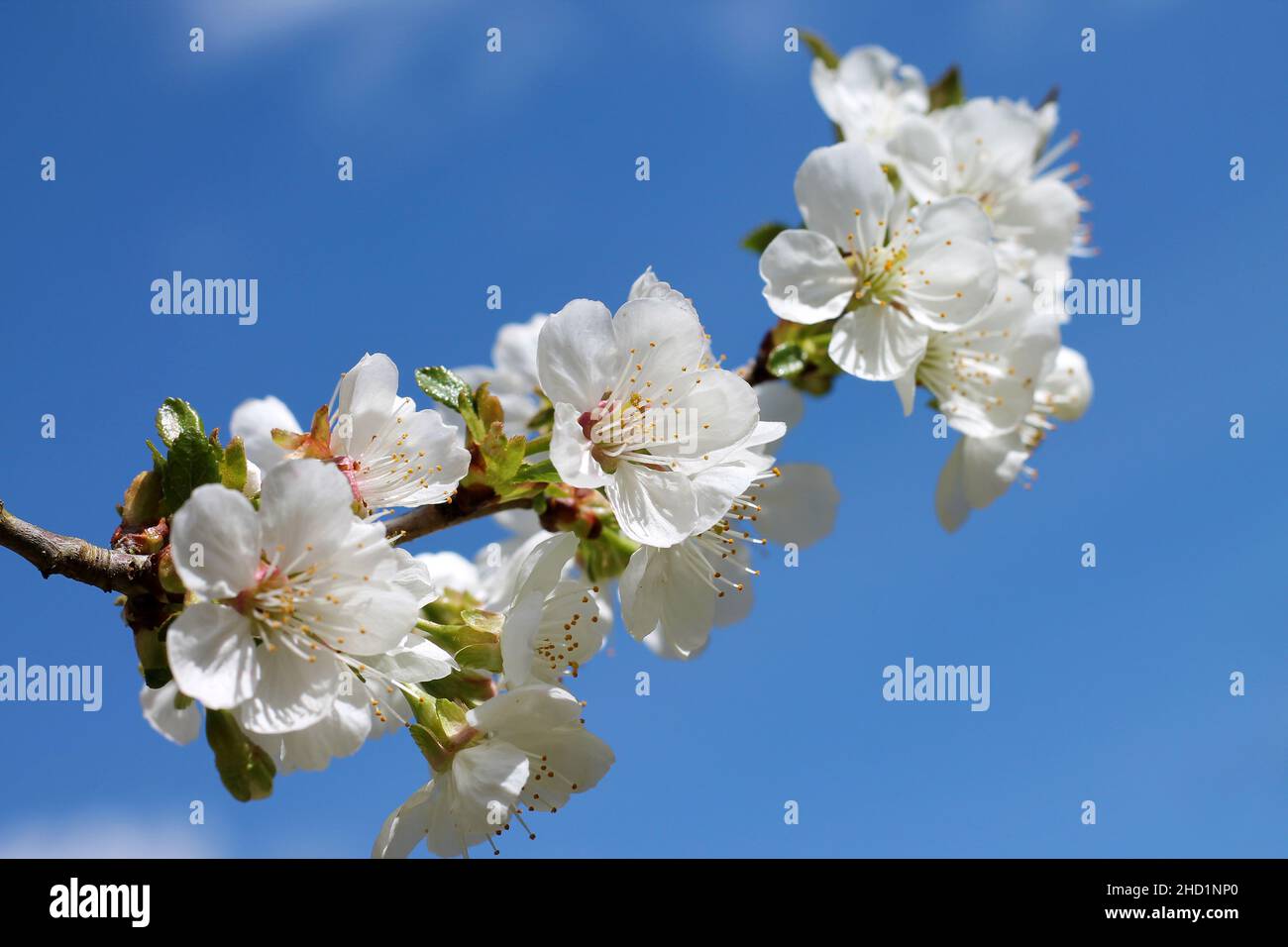 Rama de cerezo en flor en un jardín sobre fondo de cielo azul. Foto de stock