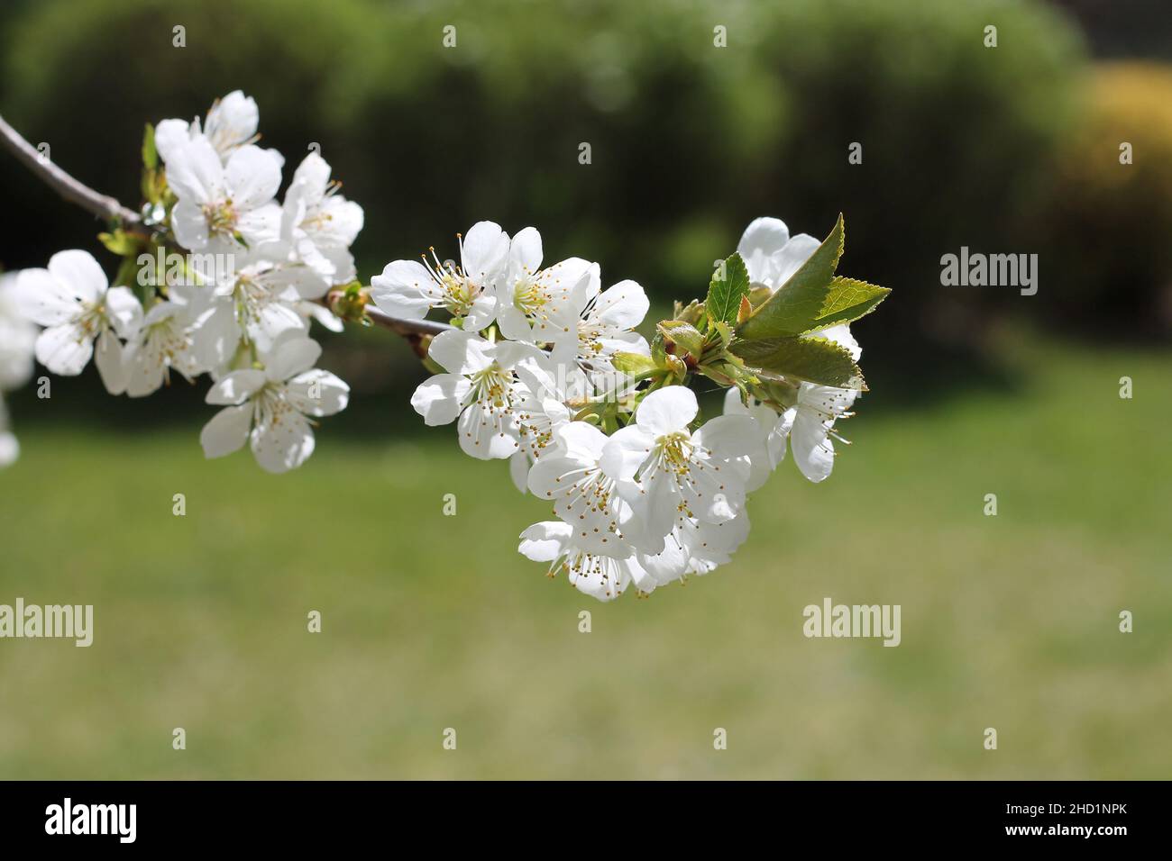 Rama de cerezo en flor en un jardín. Foto de stock