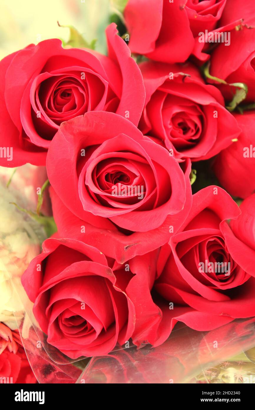 Hermosas alegres flores rojas brillantes en flor completa en un día soleado hermoso Fotografía de stock - Alamy Hermosas alegres flores rojas brillantes en flor completa en un día soleado hermoso Fotografía de stock - Alamy