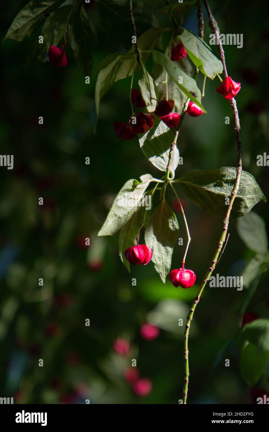 El árbol de la espina de la cascada roja (Euonymus europaeus ' cascada roja ') es una planta ornamental popular en jardines y parques. En verano latte produce rojo brillante Foto de stock