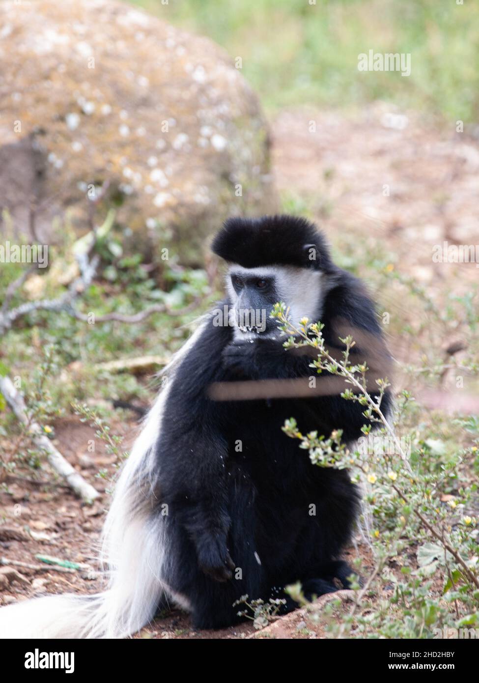 colobuses negros y blancos (o colobi) son monos del Viejo Mundo del género Colobus, nativo de África Fotografía de stock - Alamy