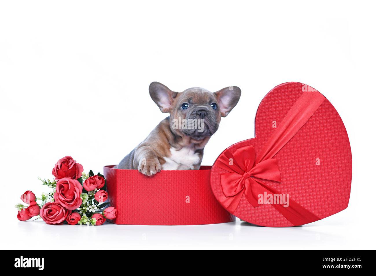 Cachorro de perro bulldog francés Fawn en la caja de regalo del día de San  Valentín en forma de corazón rojo con rosas sobre fondo blanco Fotografía  de stock - Alamy