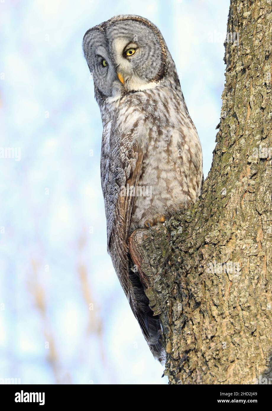 Great Grey Owl sentado en una rama del árbol en el bosque, Quebec, Canadá Foto de stock