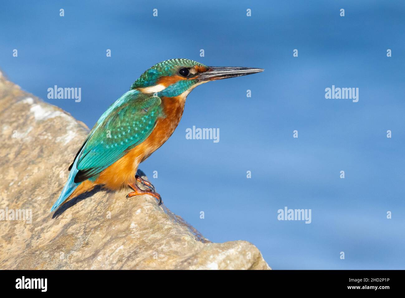 Común Kingfisher (Alcedo atthis), vista lateral de un joven encaramado en una roca, Campania, Italia Foto de stock