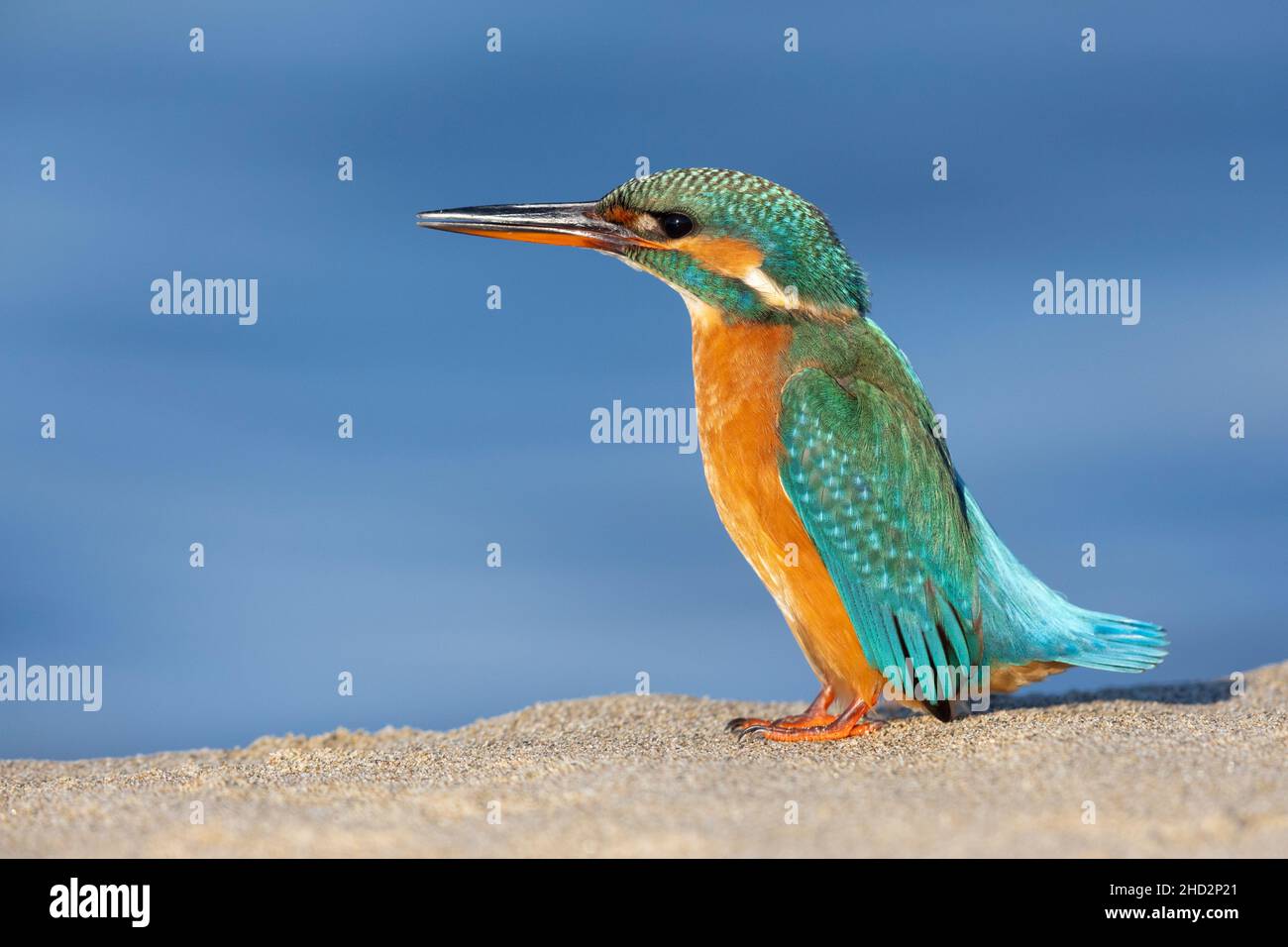 Kingfisher común (Alcedo atthis), vista lateral de una mujer adulta de pie en la arena, Campania, Italia Foto de stock