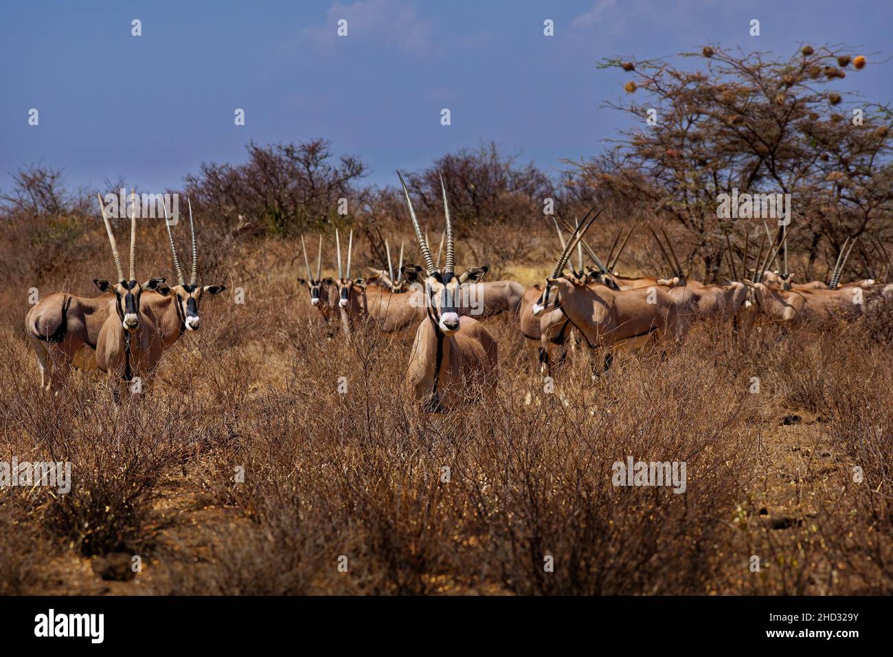 Oryx de África Oriental - Oryx beisa también Beisa, antílope de África Oriental, encontrado en la estepa y semidesert a través del Cuerno de África, dos cuernos de color Foto de stock