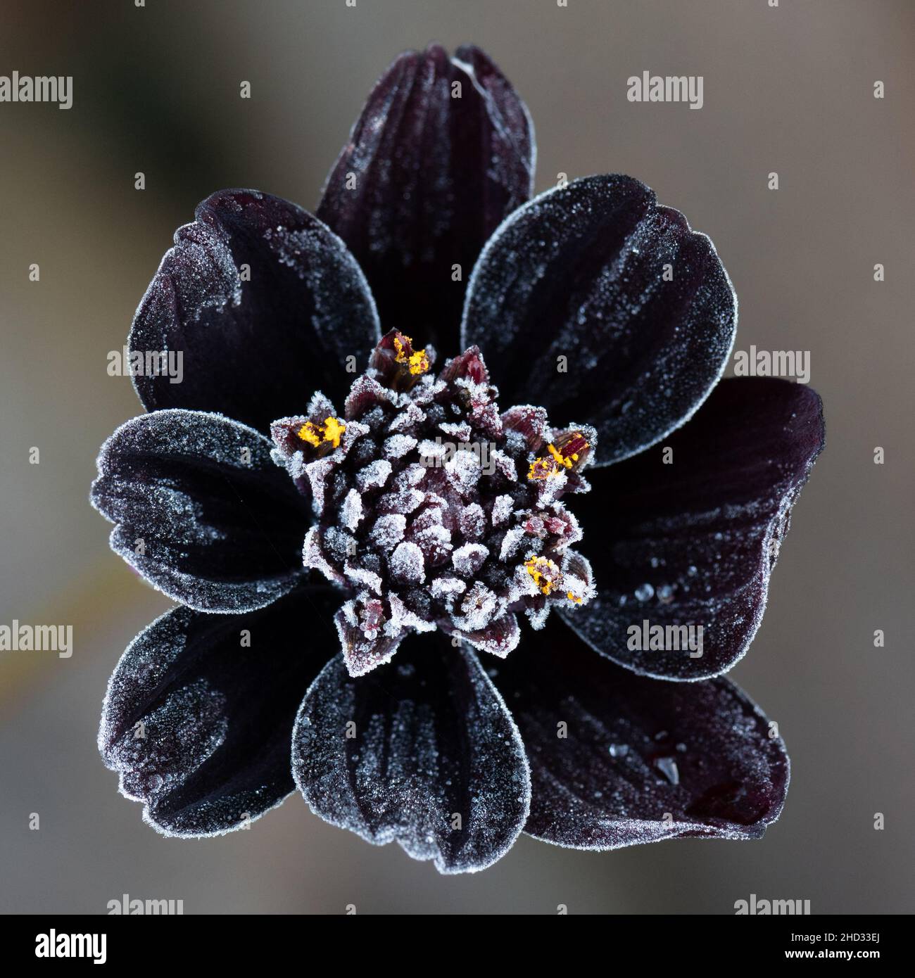Chocolate Cosmos flor (cosmos atrosanguineus) desempolvado en heladas en el jardín de otoño del Reino Unido Foto de stock