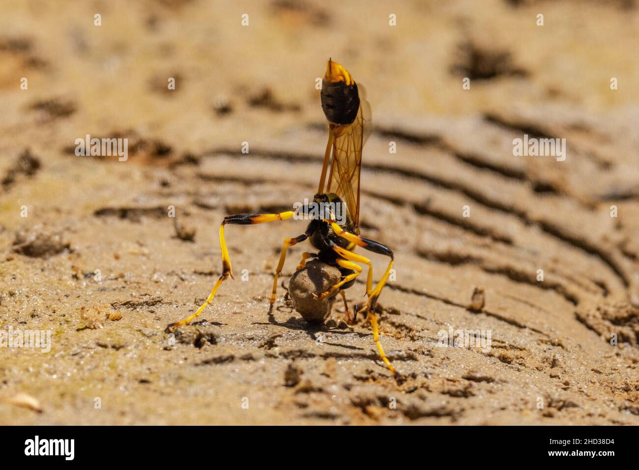 Australian Mud Dauber Wasp Recogida de barro para la elaboración de nidos Foto de stock