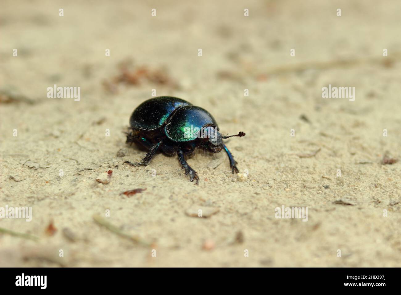 Primer plano de un insecto del escarabajo del dor en la arena Foto de stock