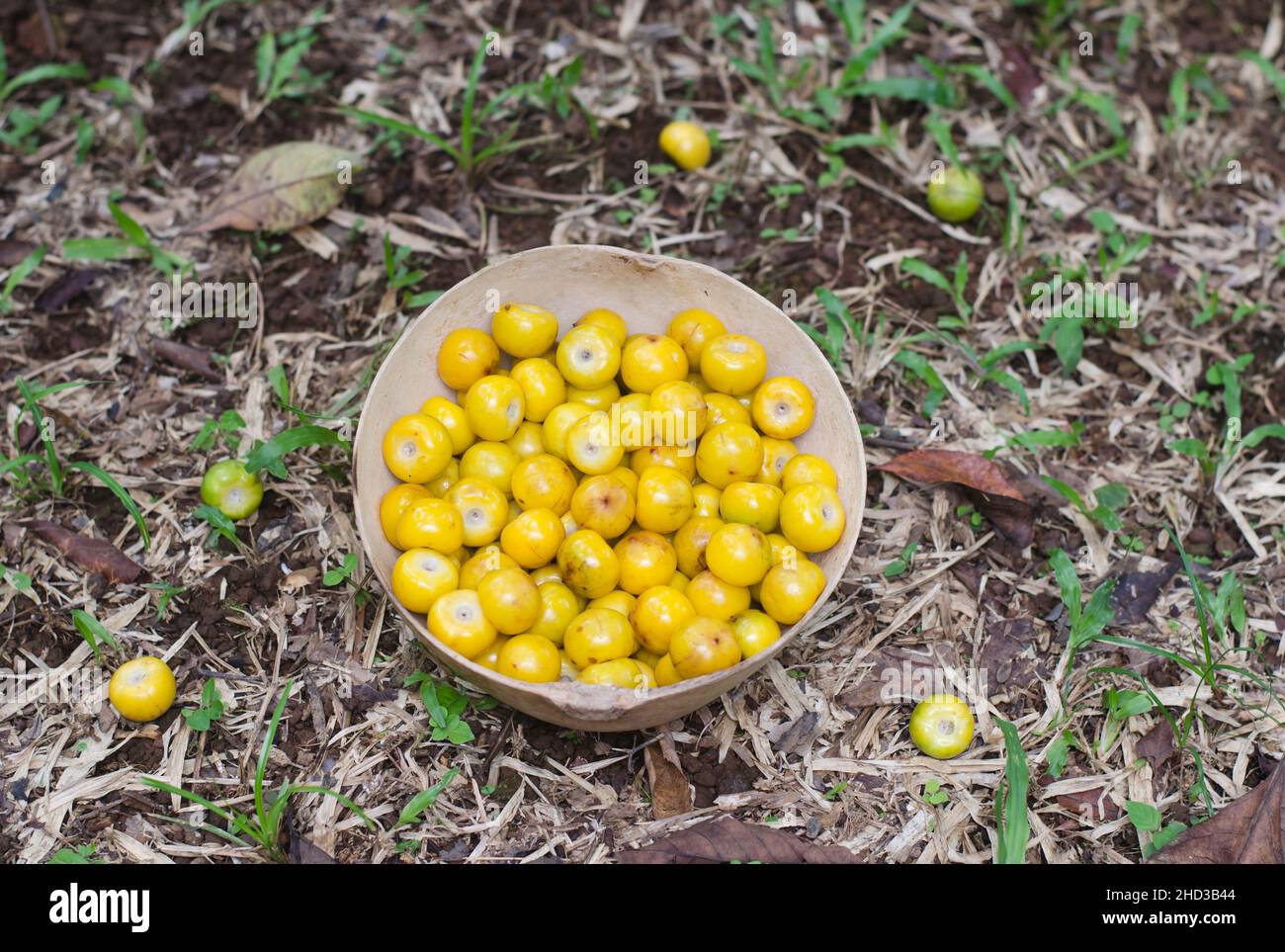 Byrsonima crassifolia, fruta aceitosa de América tropical Foto de stock