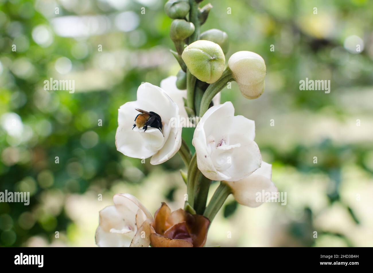 Orquídea de la paloma fotografías e imágenes de alta resolución - Alamy