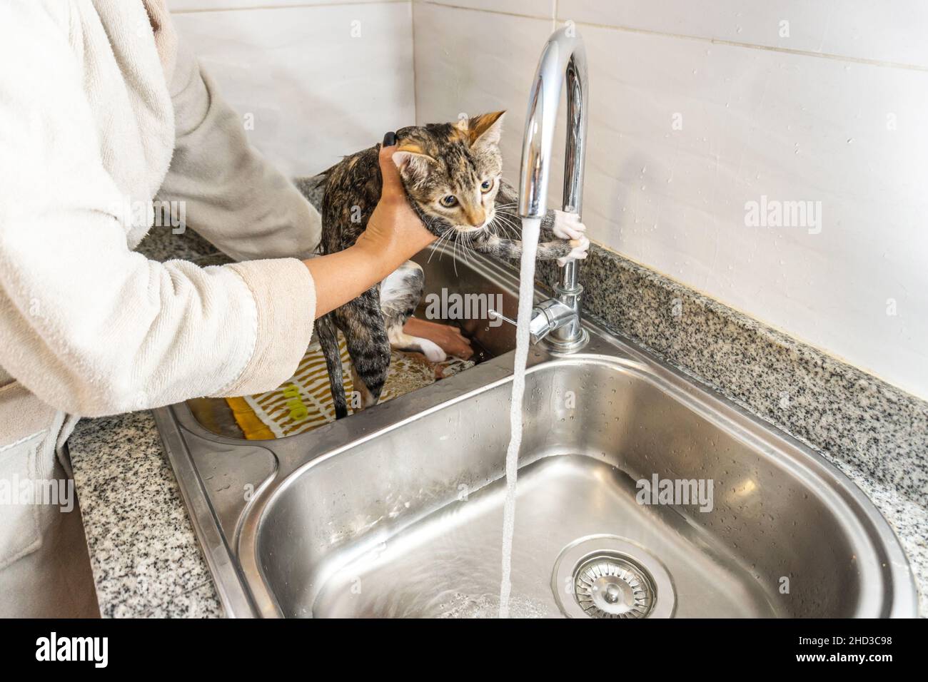 Manos de una persona irreconocible bañando a un gato gris en el lavavajillas de la cocina Foto de stock
