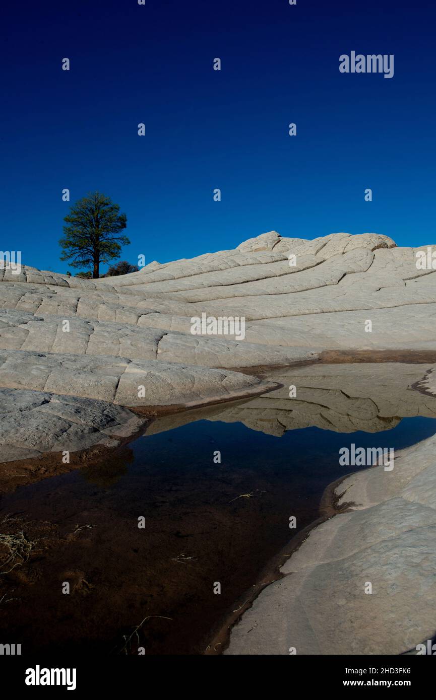 Pino solitario en White Pocket Arizona en el Monumento Nacional Vermillion Cliffs Arizona Foto de stock