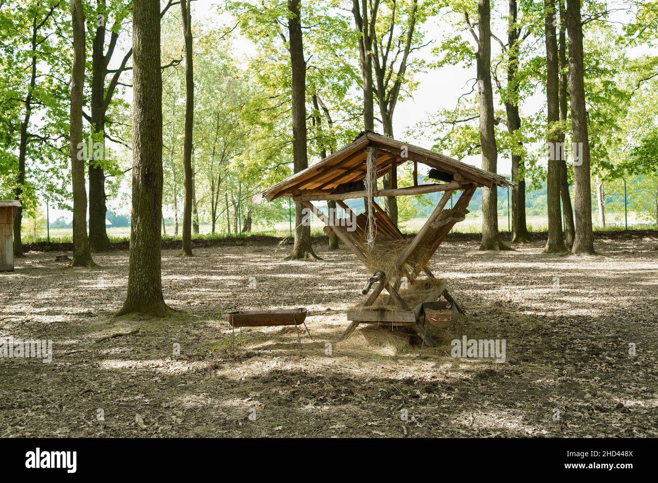 Venado de madera en el bosque. Bosque de otoño. Venado alimentador en el bosque. Foto de stock