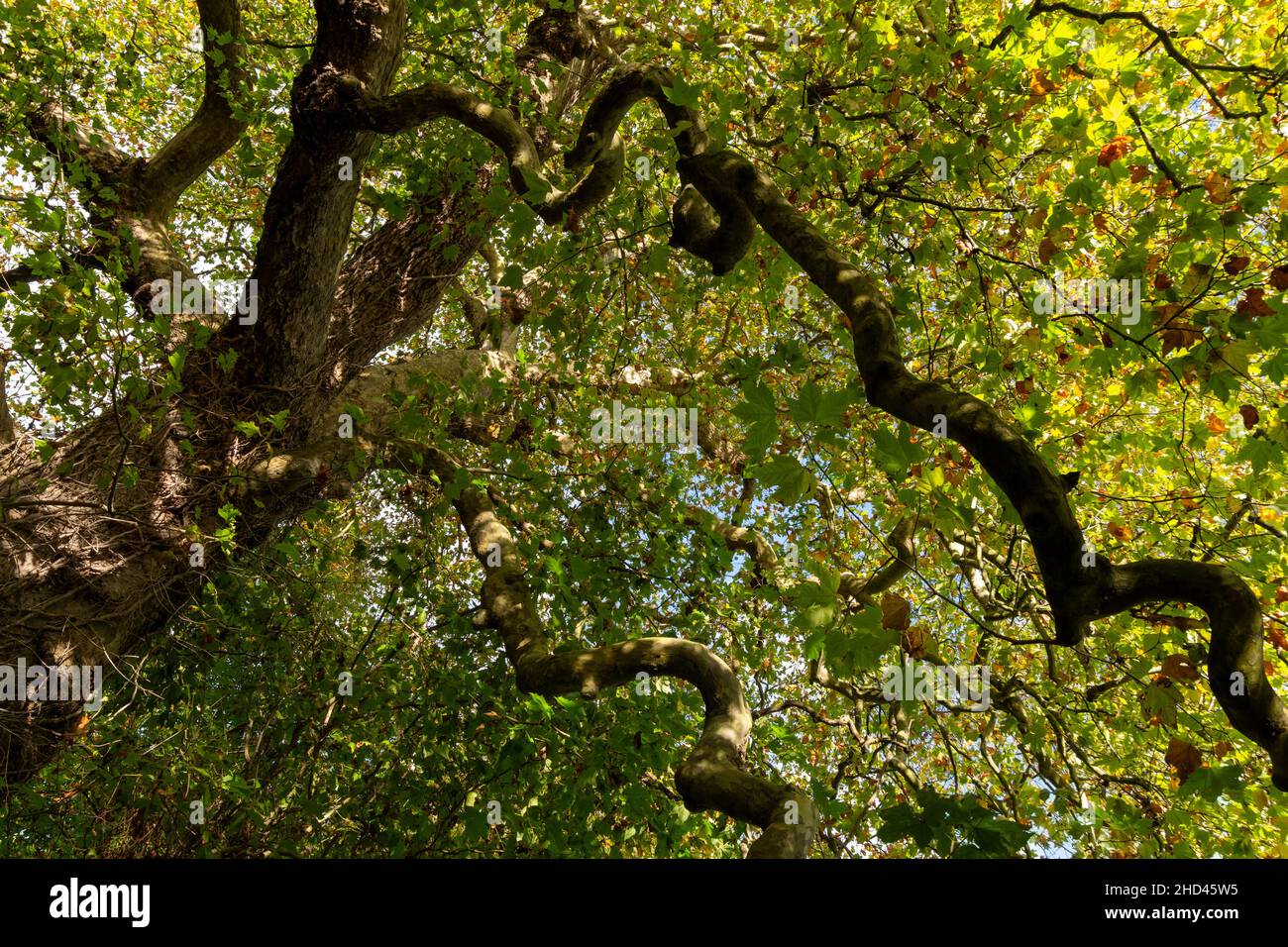 Un árbol plano con su corteza distintiva. Una foto mirando hacia arriba en su dosel de hojas con el sol del otoño brillando a través de las hojas Foto de stock